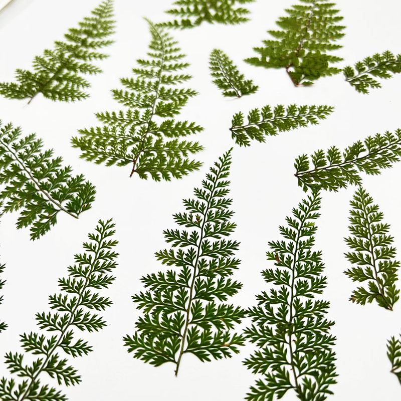100 szt. Naturalnych okazów li – Resin Craft Ideas recenzja i cena